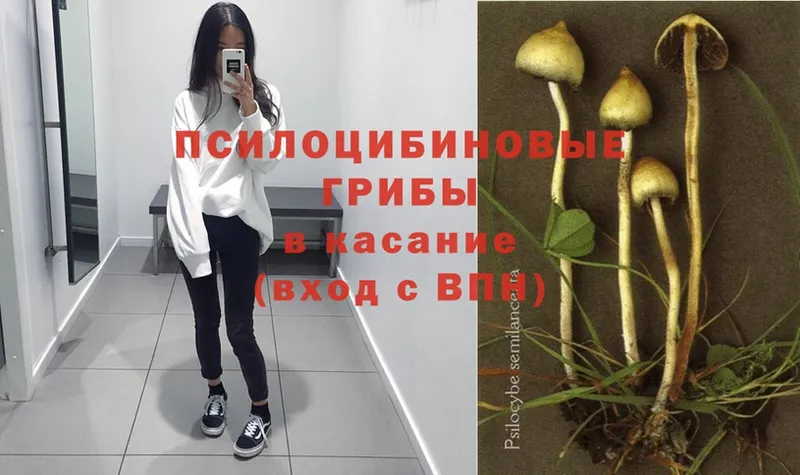 Галлюциногенные грибы Psilocybe  Камешково 